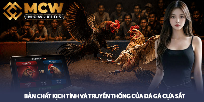 Đá gà cựa sắt MCW - Tại sao thu hút người chơi tham gia? 2 Bản chất kịch tính và truyền thống của đá gà cựa sắt